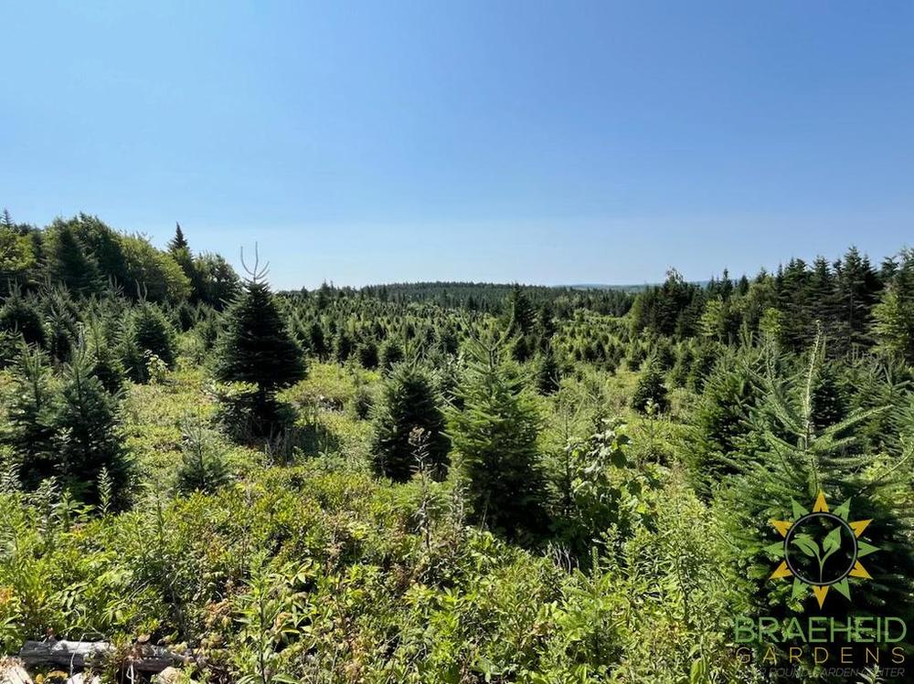 Premium Canadian Balsam Fir Christmas Trees