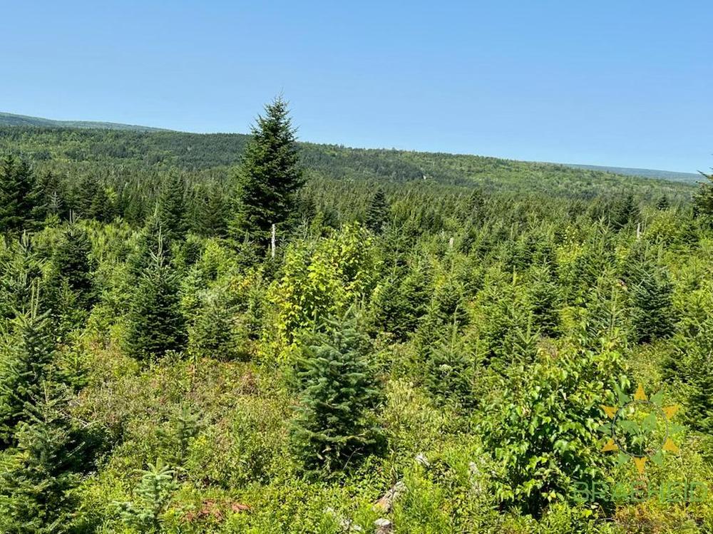 Premium Canadian Balsam Fir Christmas Trees