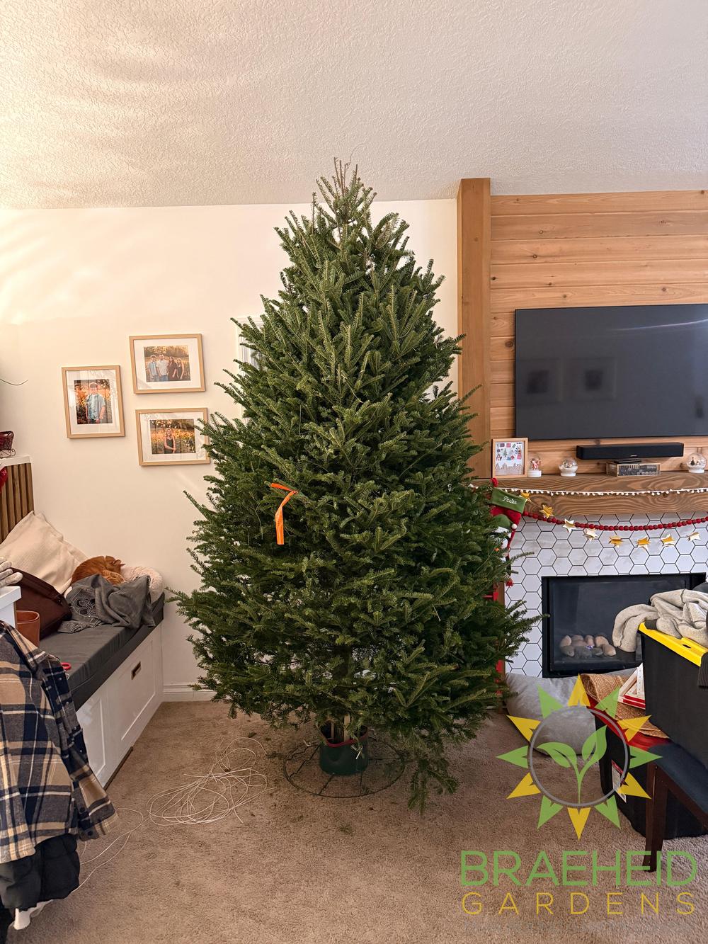 Premium Canadian Balsam Fir Christmas Trees