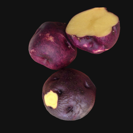 Orozco Seed Potatoes