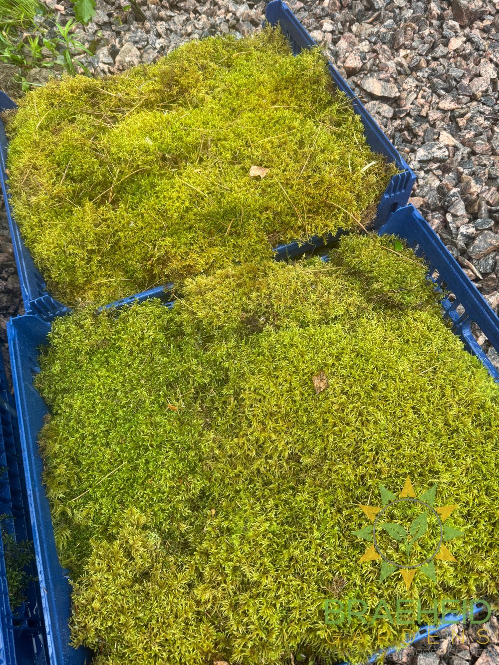 Natural Canadian Forest Moss - Revita-Moss™ (Pleurozium schreberi)