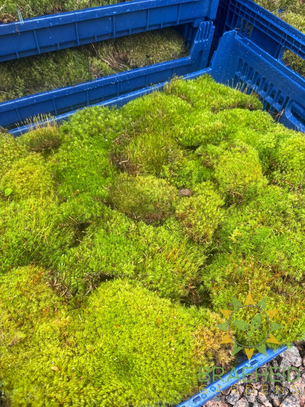 Mood Moss - Revita-Moss (Dicranum)