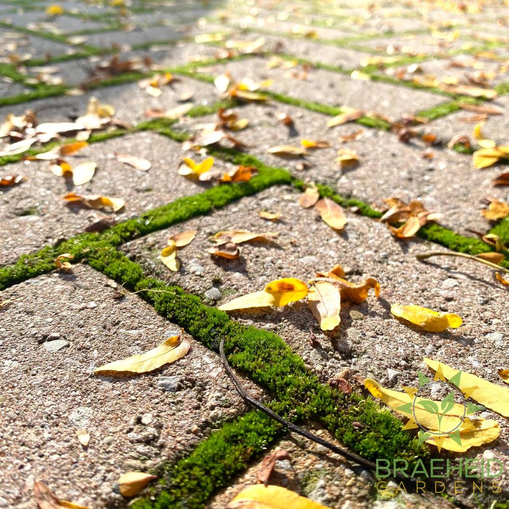 Mood Moss - Revita-Moss (Dicranum)