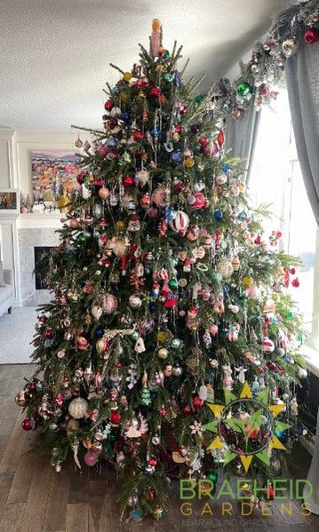 Premium Canadian Balsam Fir Christmas Trees