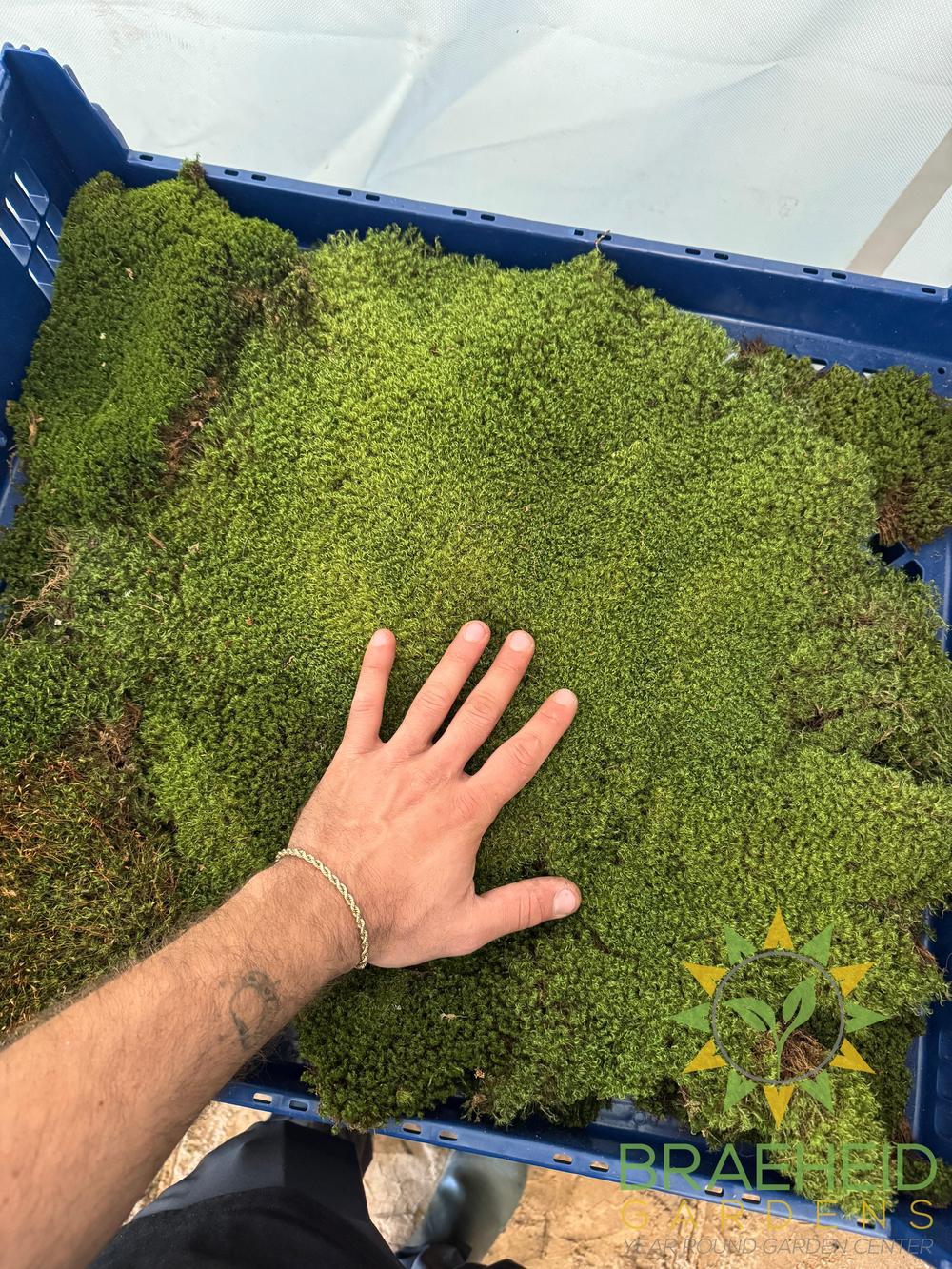Mood Moss - Revita-Moss (Dicranum)