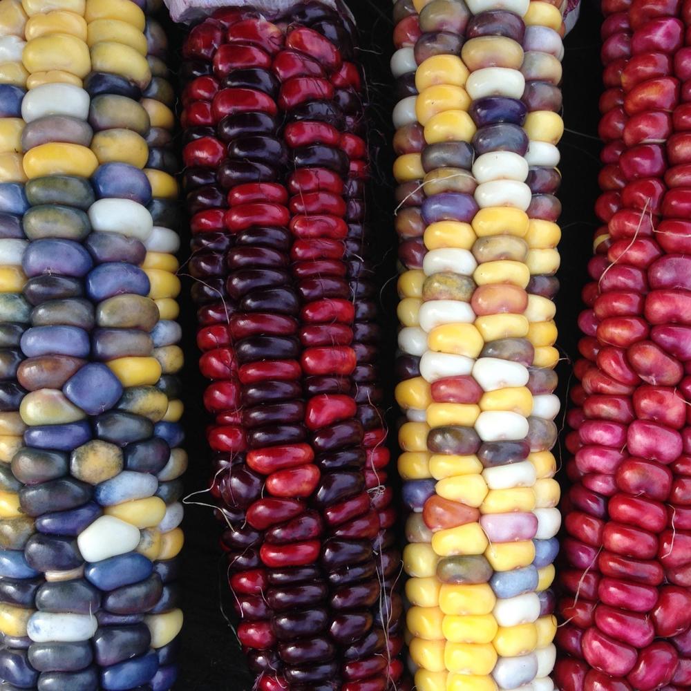 Painted Mountain Corn