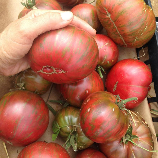 Pink Berkeley Beefsteak Tomato