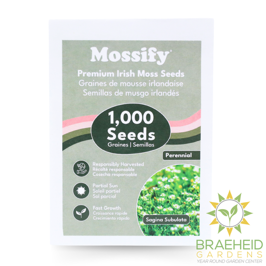 Premium Irish Moss Seeds - Sagina Subulata Seeds