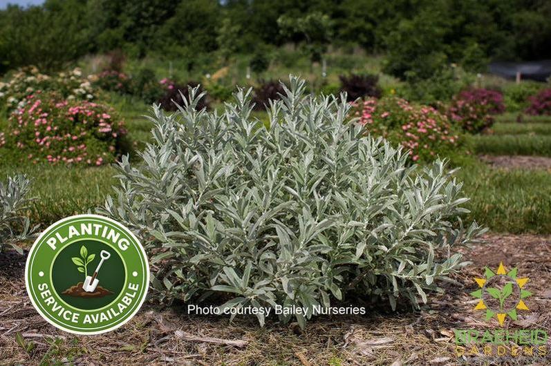 Iceberg Alley™ Sageleaf Willow