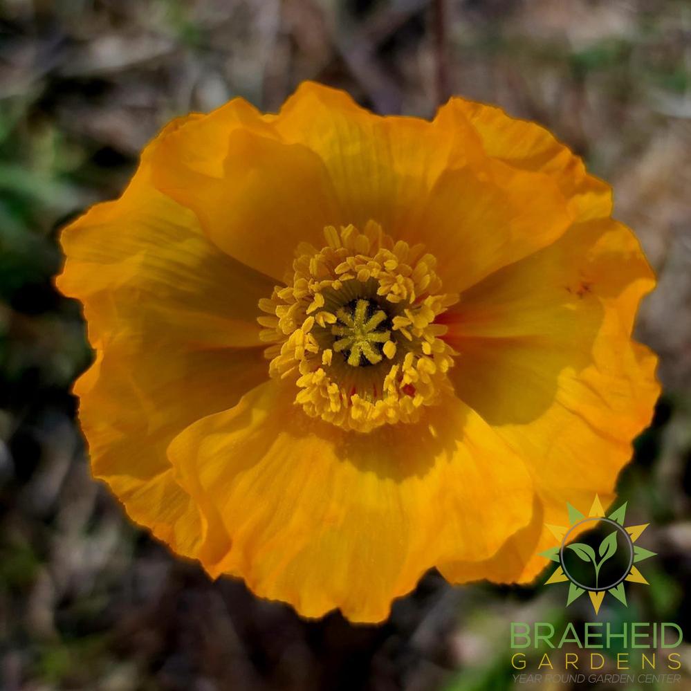 Icelandic Poppy