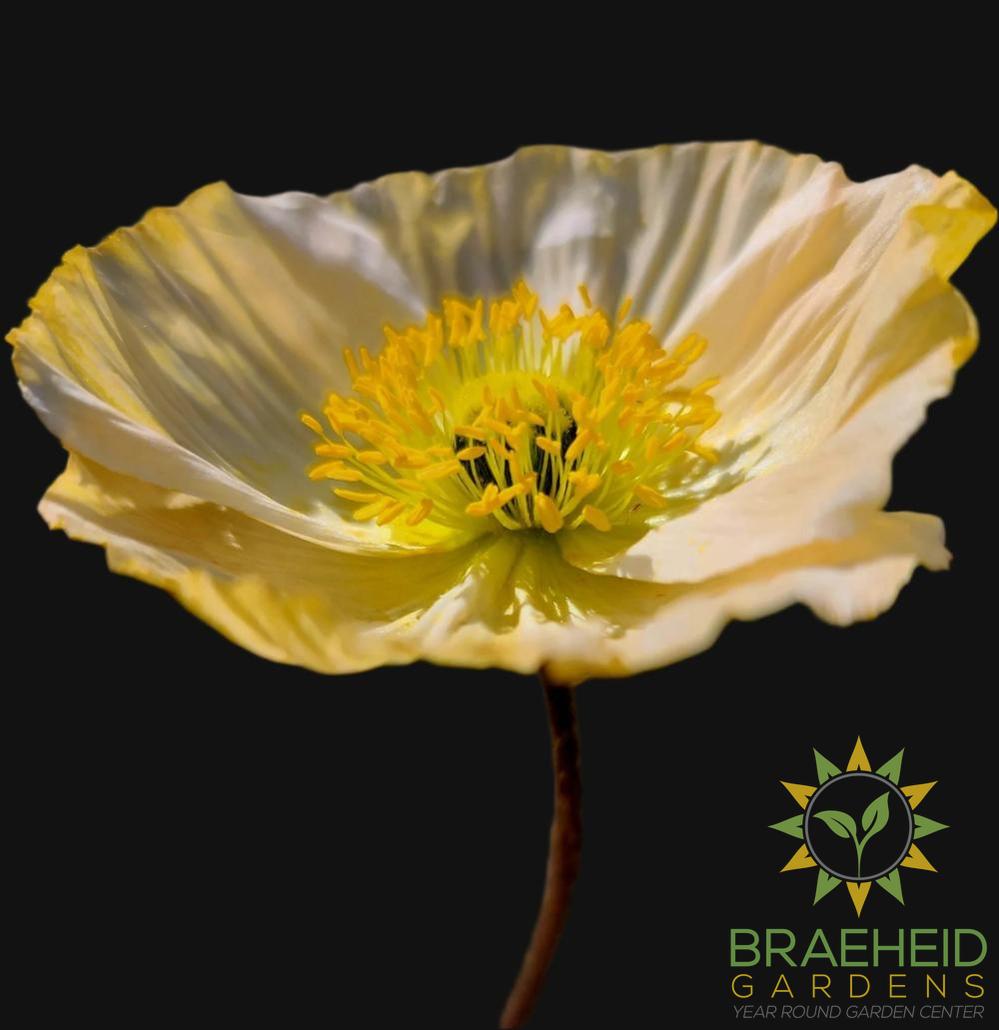 Icelandic Poppy
