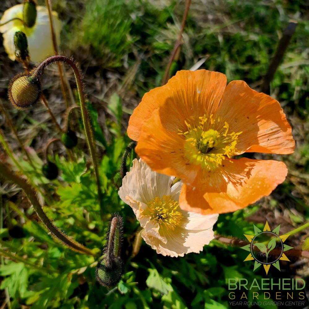Icelandic Poppy
