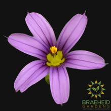 Idaho Blue-Eyed Grass