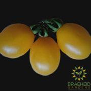 Ildi Tomato