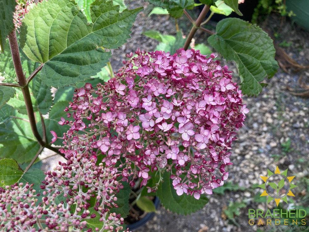 Incrediball® Blush Hydrangea