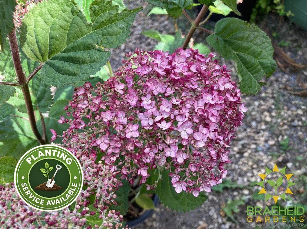 Incrediball® Blush Hydrangea