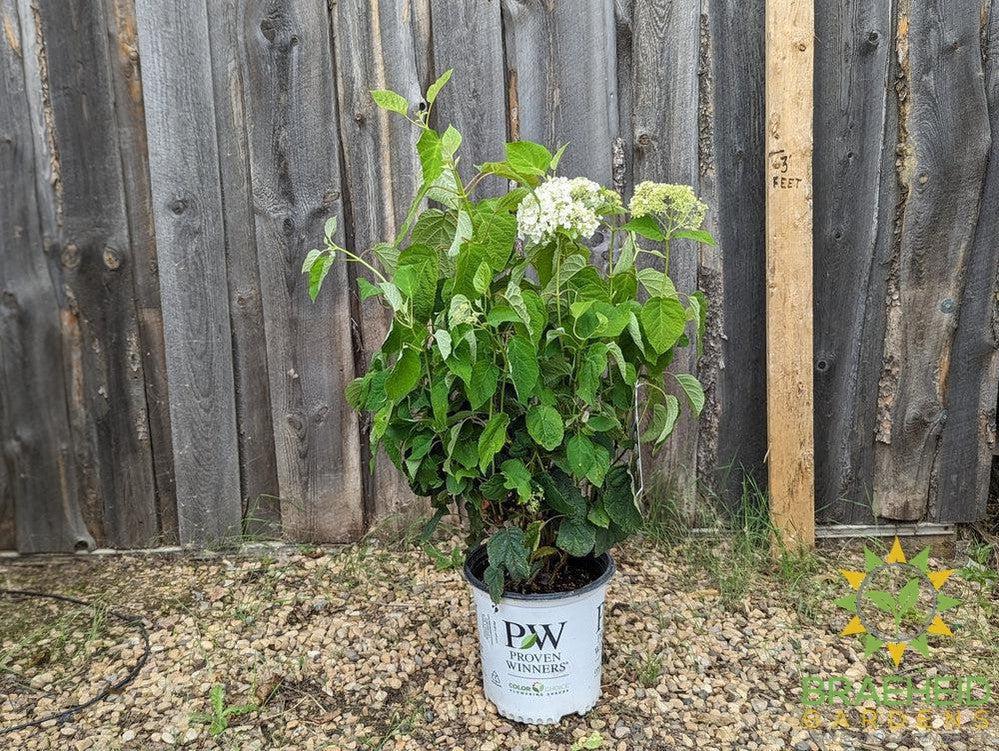 Incrediball® Hydrangea