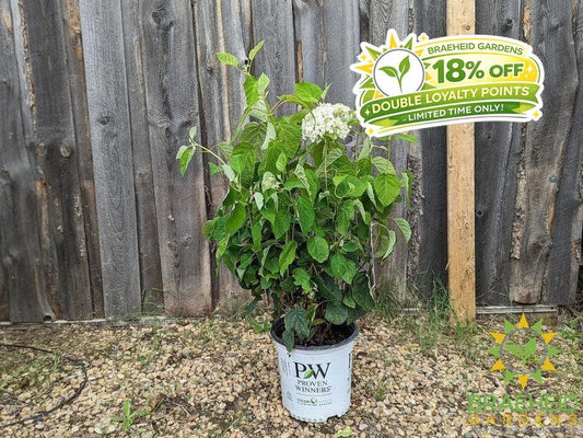 Incrediball® Hydrangea