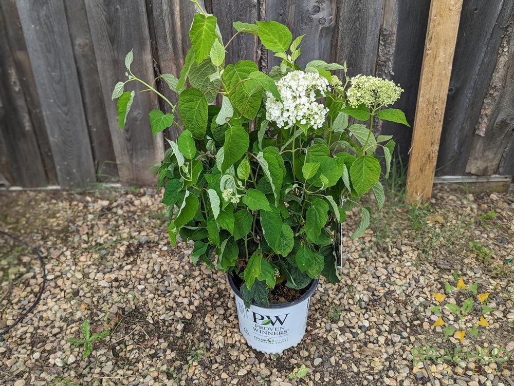 Incrediball® Hydrangea