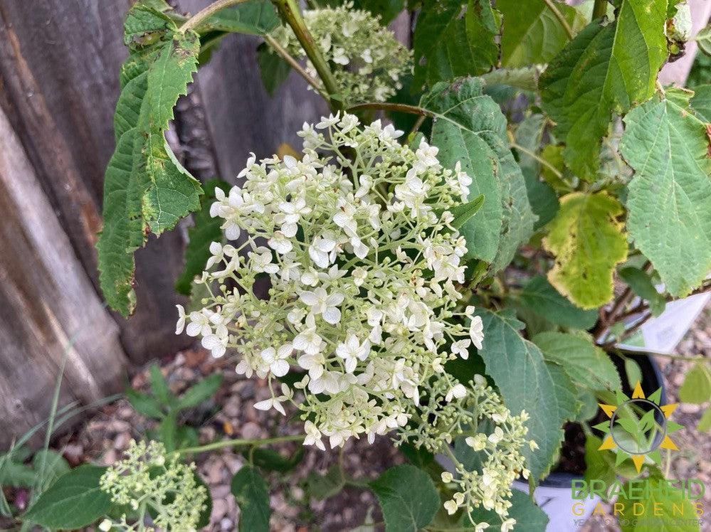 Incrediball® Hydrangea