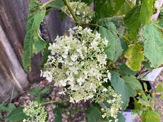 Incrediball® Hydrangea