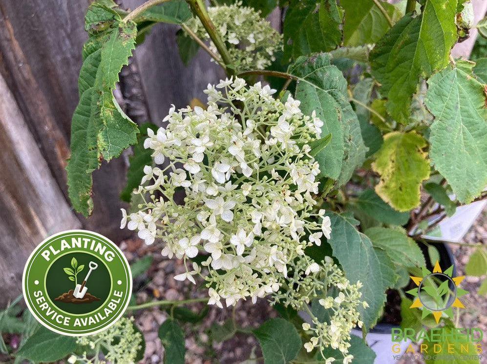 Incrediball® Hydrangea