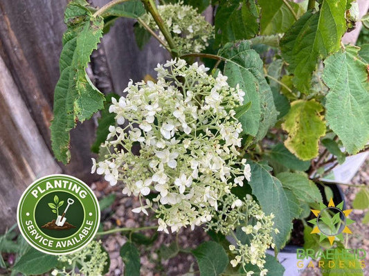 Incrediball® Hydrangea