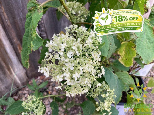 Incrediball® Hydrangea
