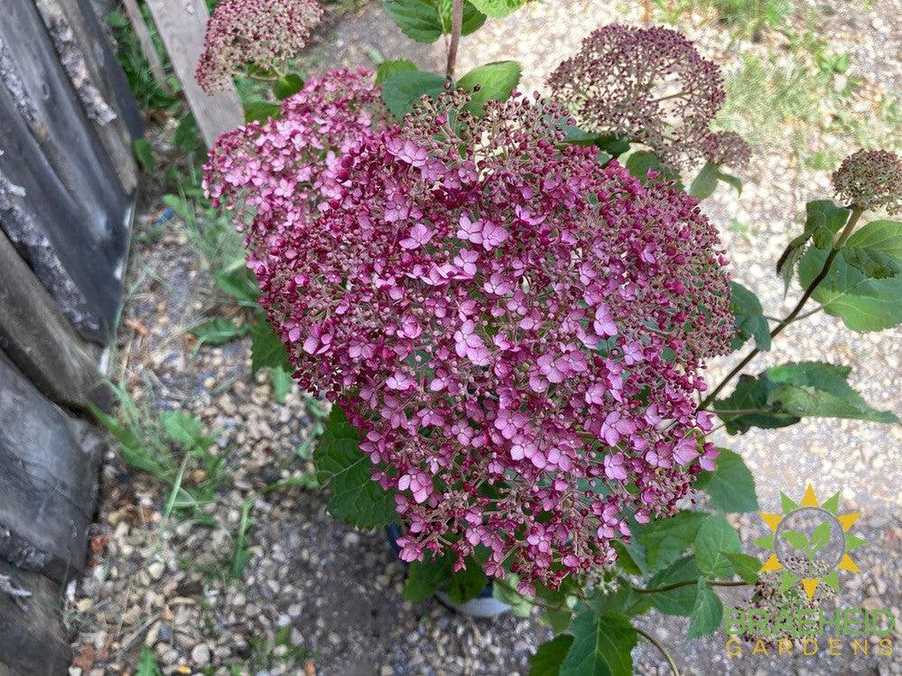 Incrediball® Blush Hydrangea