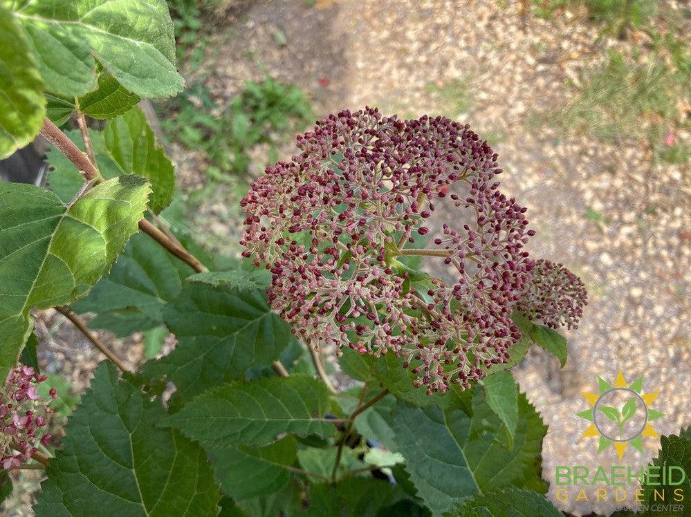 Incrediball® Blush Hydrangea