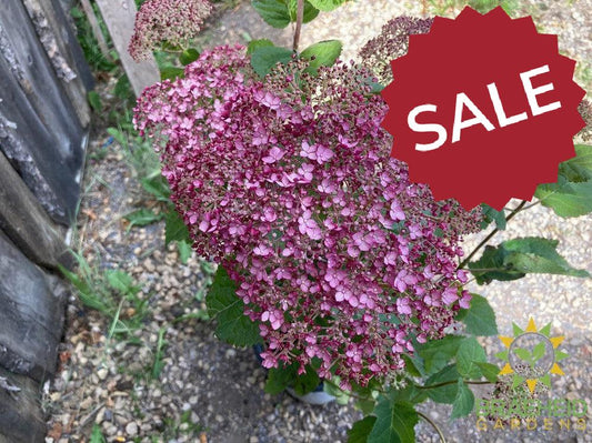 Incrediball® Blush Hydrangea