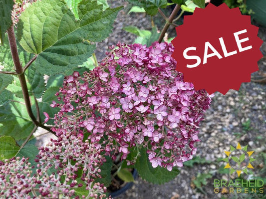 Incrediball® Blush Hydrangea