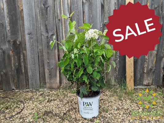 Incrediball® Hydrangea