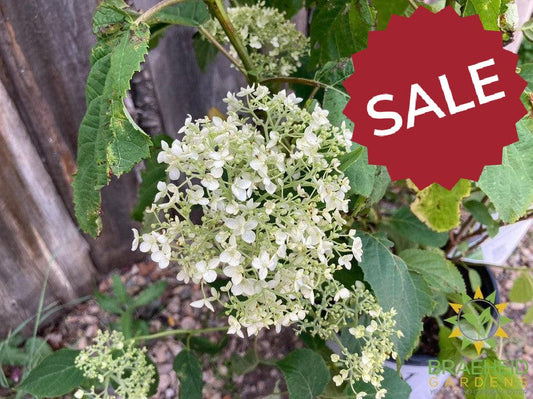 Incrediball® Hydrangea