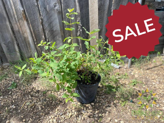 Buy Indigo Gem Haskap Berry an Edible Shrub in Grande Prairie Alberta - Braeheid Gardens Ltd.
