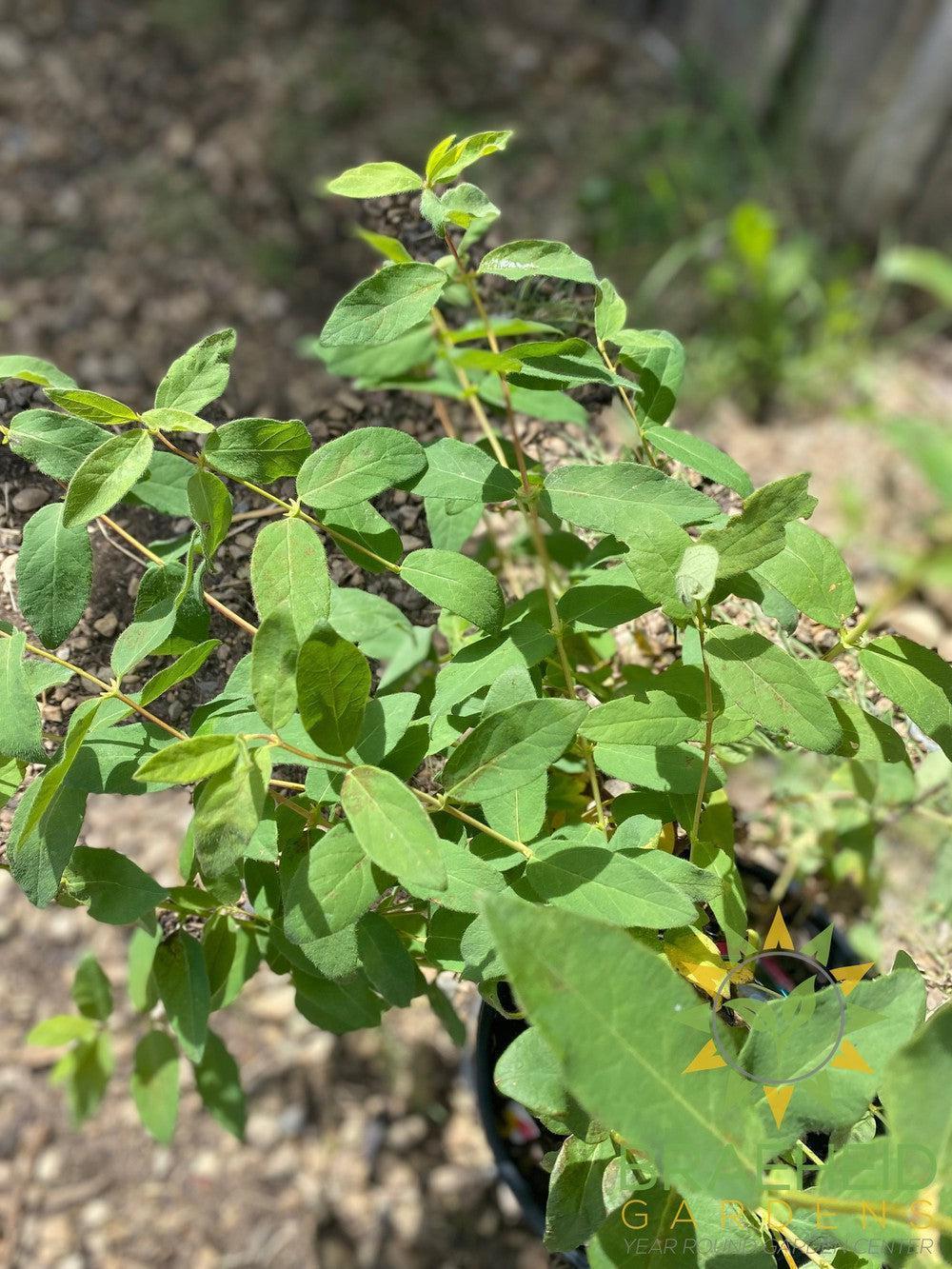 Buy Indigo Gem Haskap Berry an Edible Shrub in Grande Prairie Alberta - Braeheid Gardens Ltd.