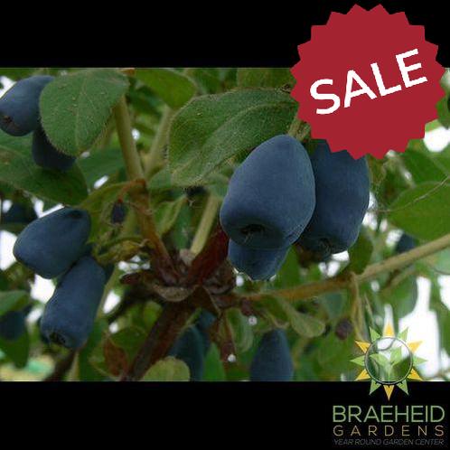 Buy Indigo Gem Haskap Berry an Edible Shrub in Grande Prairie Alberta - Braeheid Gardens Ltd.