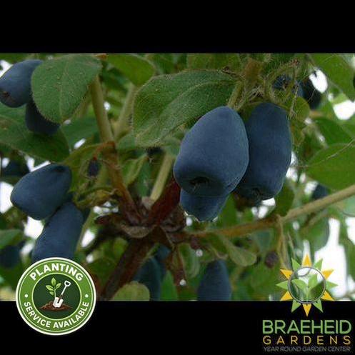 Buy Indigo Gem Haskap Berry an Edible Shrub in Grande Prairie Alberta - Braeheid Gardens Ltd.