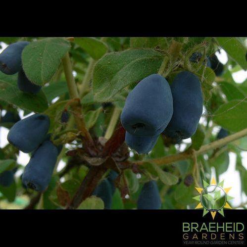Buy Indigo Gem Haskap Berry an Edible Shrub in Grande Prairie Alberta - Braeheid Gardens Ltd.