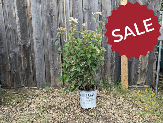 Invincibelle Lace Hydrangea