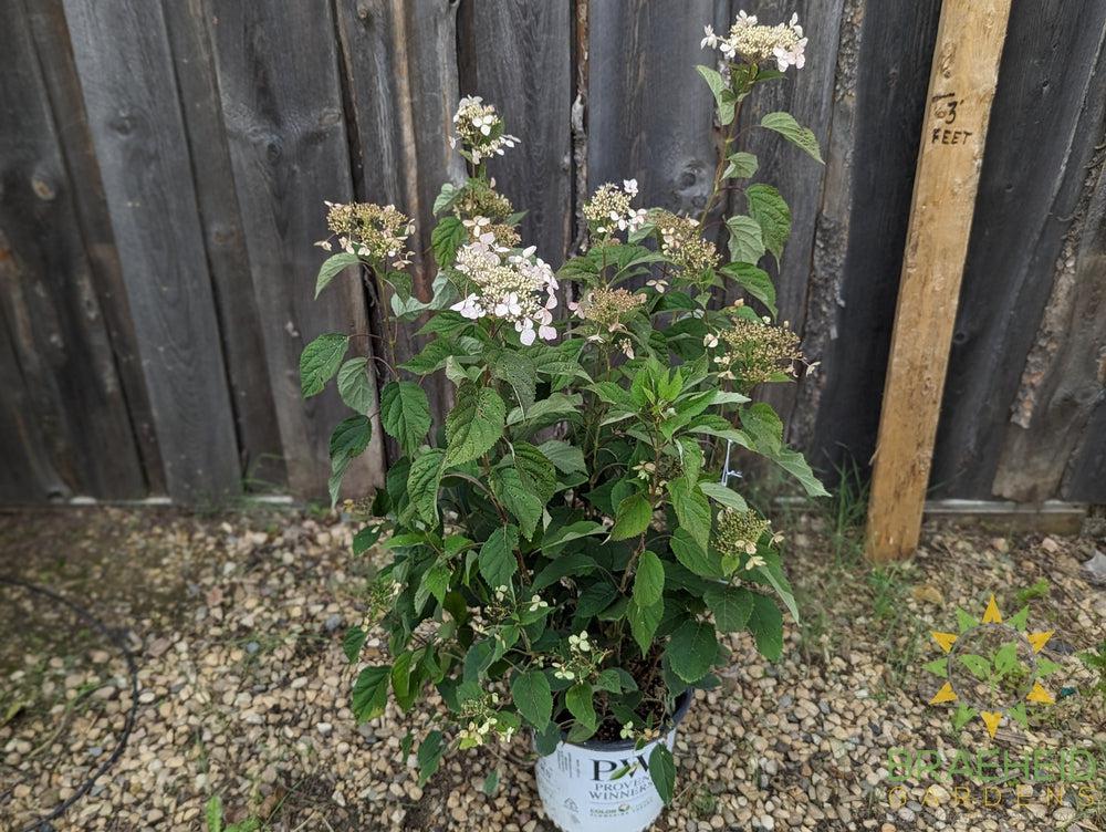 Invincibelle Lace Hydrangea