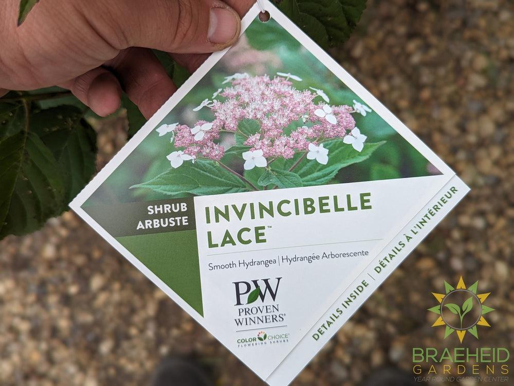 Invincibelle Lace Hydrangea