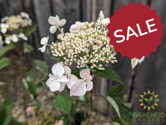 Invincibelle Lace Hydrangea