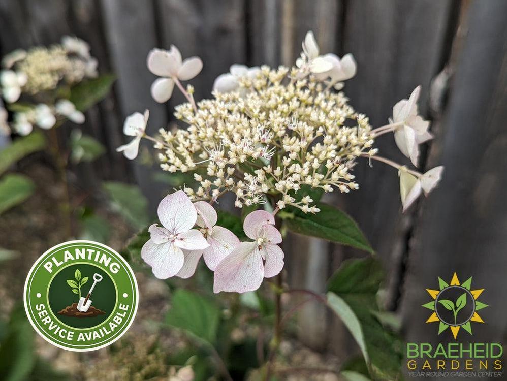 Invincibelle Lace Hydrangea