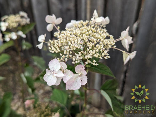 Invincibelle Lace Hydrangea