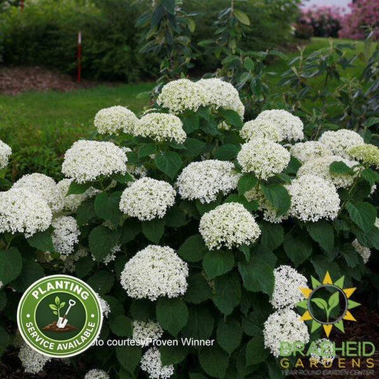 Invincibelle® Limetta® Hydrangea