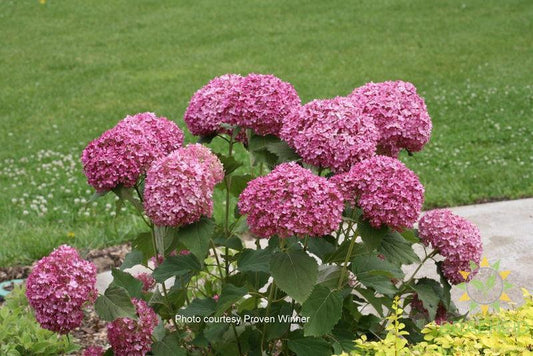 Invincibelle® Mini Mauvette® Hydrangea
