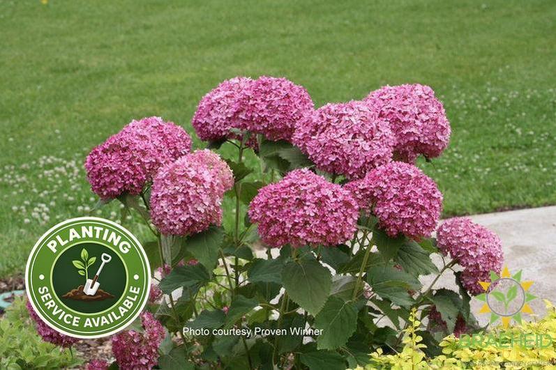 Invincibelle® Mini Mauvette® Hydrangea