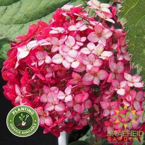 Invincibelle® Ruby Hydrangea