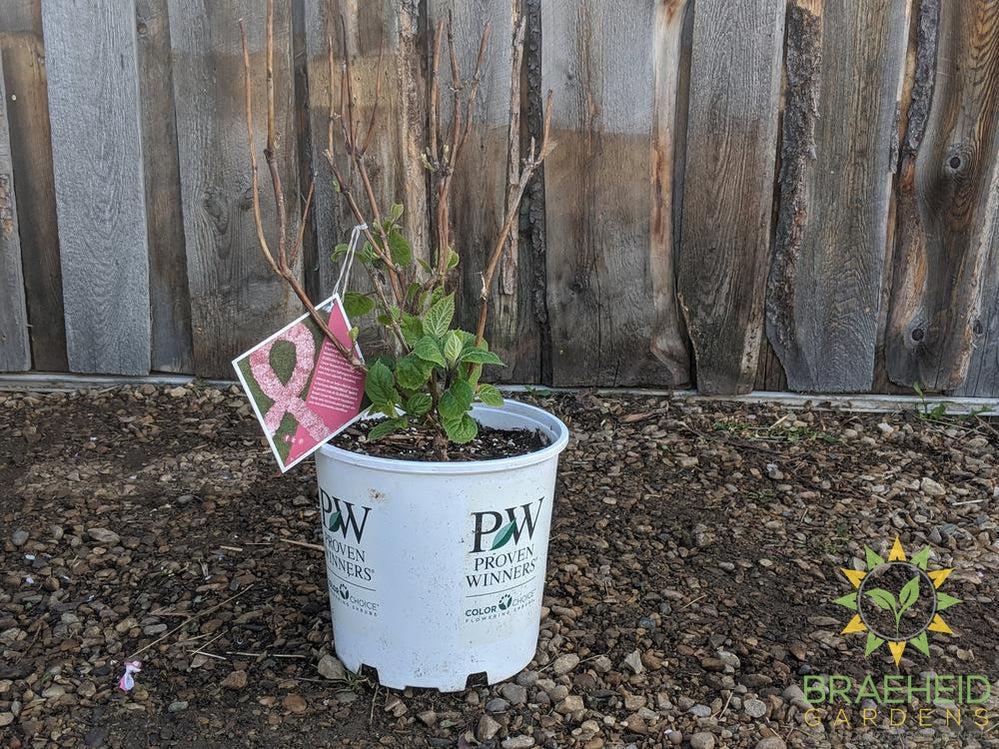 Invincibelle® Spirit II Hydrangea